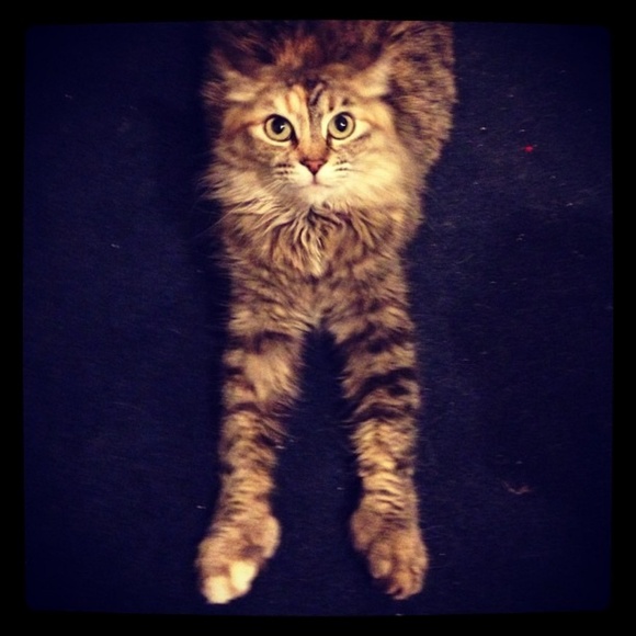 Cute Clothes that support Cute Cats! - Picture 3 of 8